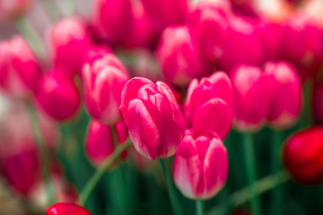 Fototapeta premium The background view of the colorful flowers of tulips (pink, red, white, orange, yellow, green, purple) planted in a garden plot for the beauty to see, is a species that grows in cold weather