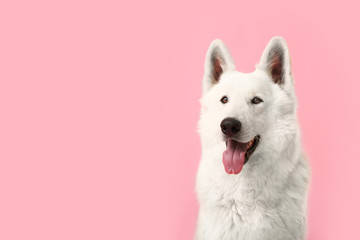 Fototapeta premium Cute funny dog on color background