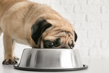 Cute pug dog eating from bowl near white brick wall