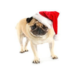 Cute pug dog in Santa hat on white background
