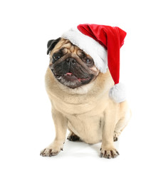 Cute pug dog in Santa hat on white background