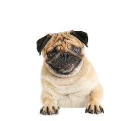 Obraz premium Cute pug dog on white background