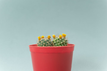 Red Vase with Cactus with white background. space for text. Selective focus. Blank sticky notes for text.