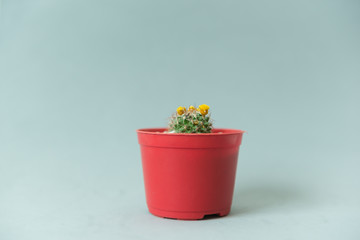 Red Vase with Cactus with white background. space for text. Selective focus. Blank sticky notes for text.