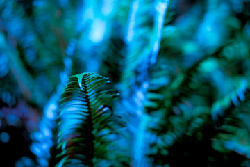 Obraz na płótnie Canvas Defocused fern leaves background.
