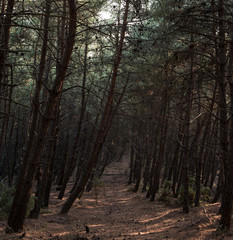 shapes from trees in the forest