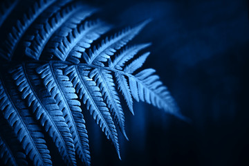 Beautiful fern leaves foliage in blue color. Perfect background for your design