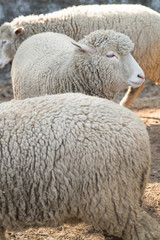 Obraz premium Sheep in nature on meadow. Farming outdoor.
