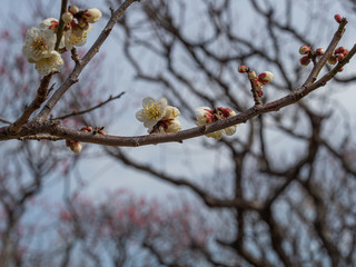 白い梅の花