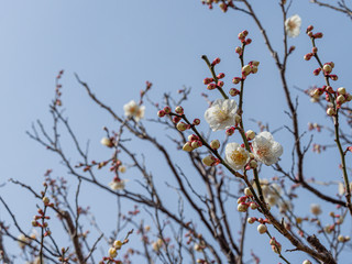 白い梅の花