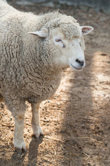 Sheep in nature on meadow. Farming outdoor.