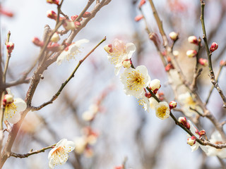 白い梅の花
