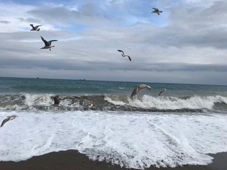 seagull on the beach