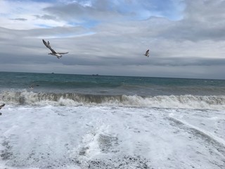 seagull on the beach