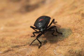 515 Black Beetle with a Red Dot