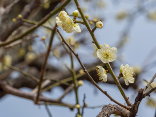 白い梅の花