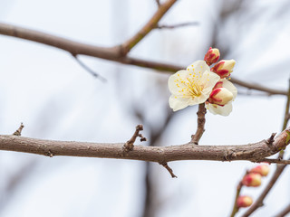白い梅の花