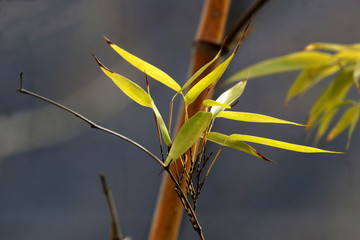Close up Fresh Green Bamboo Leaves