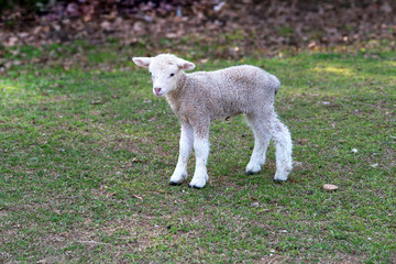Little lamb on fresh spring green meadow.
