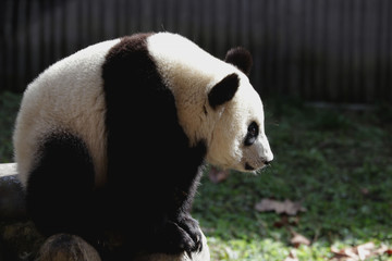 Curious giant panda looking at something, China