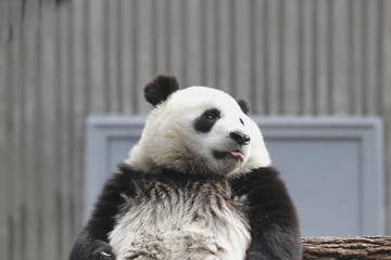 Obraz premium Funny Pose of Little Panda while relaxing on the Playground, China