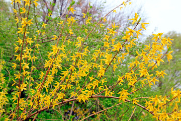 blooming yellow forsythia flower