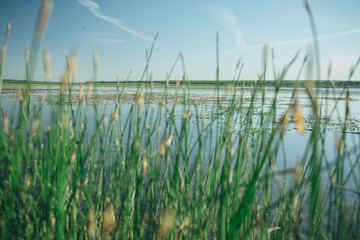 Naklejka premium summer landscape field of trees on a sunny day