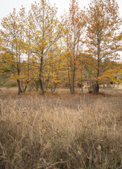 Fototapeta premium Yellow trees in the forest