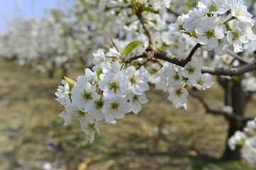 Pear flower in full bloom in spring