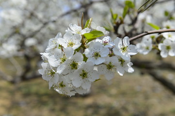 Pear flower in full bloom in spring