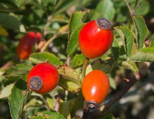 Rose Hips in Late summer