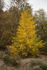  Yellow trees in the forest