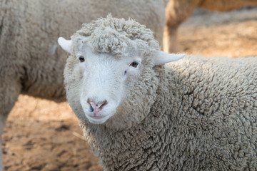 Obraz premium Sheep in nature on meadow. Farming outdoor.