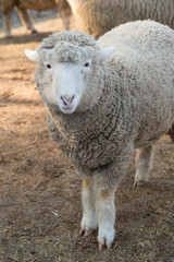 Sheep in nature on meadow. Farming outdoor.