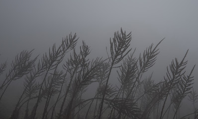  Foggy mountain landscape