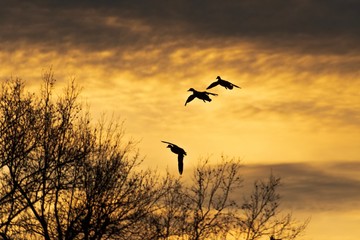 silhouette of bird in flight