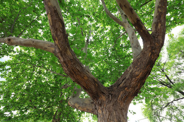 Platanus orientalis branch