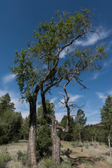 Fototapeta na wymiar A tree along the Largo Trail in New Mexico.