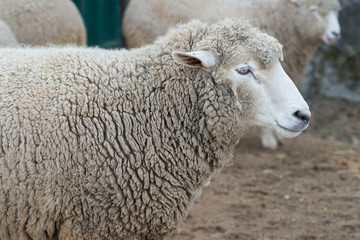 Sheep in nature on meadow. Farming outdoor.