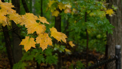 The yellow in the greens 