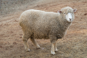 Obraz premium Sheep in nature on meadow. Farming outdoor.