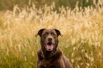 A chocolate lab in front of autumn grasses