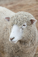 Sheep in nature on meadow. Farming outdoor.