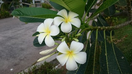 white plumeria flowers on the tree