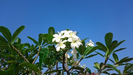 Obraz na płótnie Canvas white plumeria flowers on blue sky