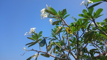 white plumeria flowers on blue sky