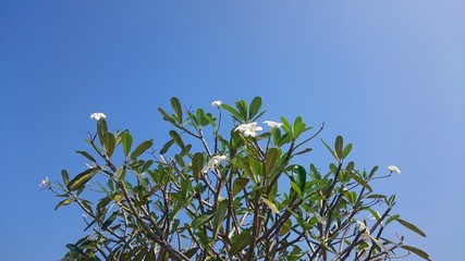 white plumeria flowers on blue sky