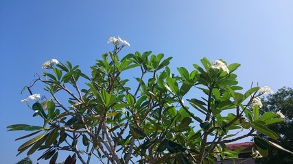 white plumeria flowers ove blue sky