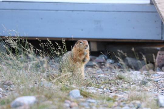 Ground squirrel, also known as Richardson ground squirrel or siksik (in Inuktitut) found near a building eating some seeds