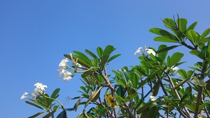 Obraz na płótnie Canvas white plumeria flowers on blue sky